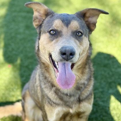 Enlarge Royce, a ADOPTABLE mixed breed in Red Bluff, CA image 2/3