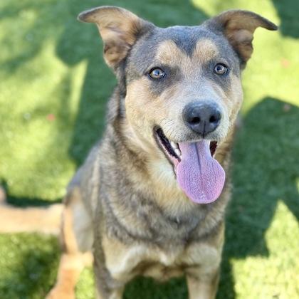 Enlarge Royce, a ADOPTABLE mixed breed in Red Bluff, CA image 3/3