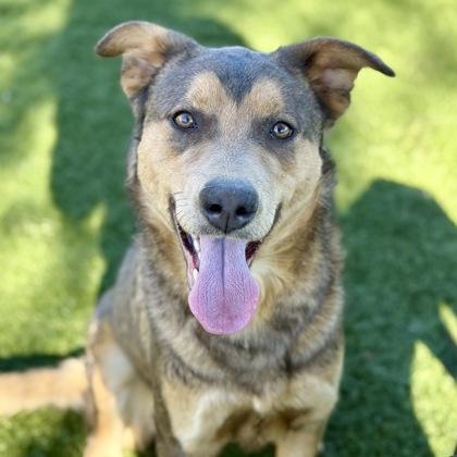 Enlarge Royce, a ADOPTABLE mixed breed in Red Bluff, CA image 1/3