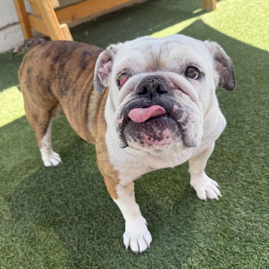 Enlarge Peanut, a Adoptable mixed breed in Long Beach, CA image 1/1