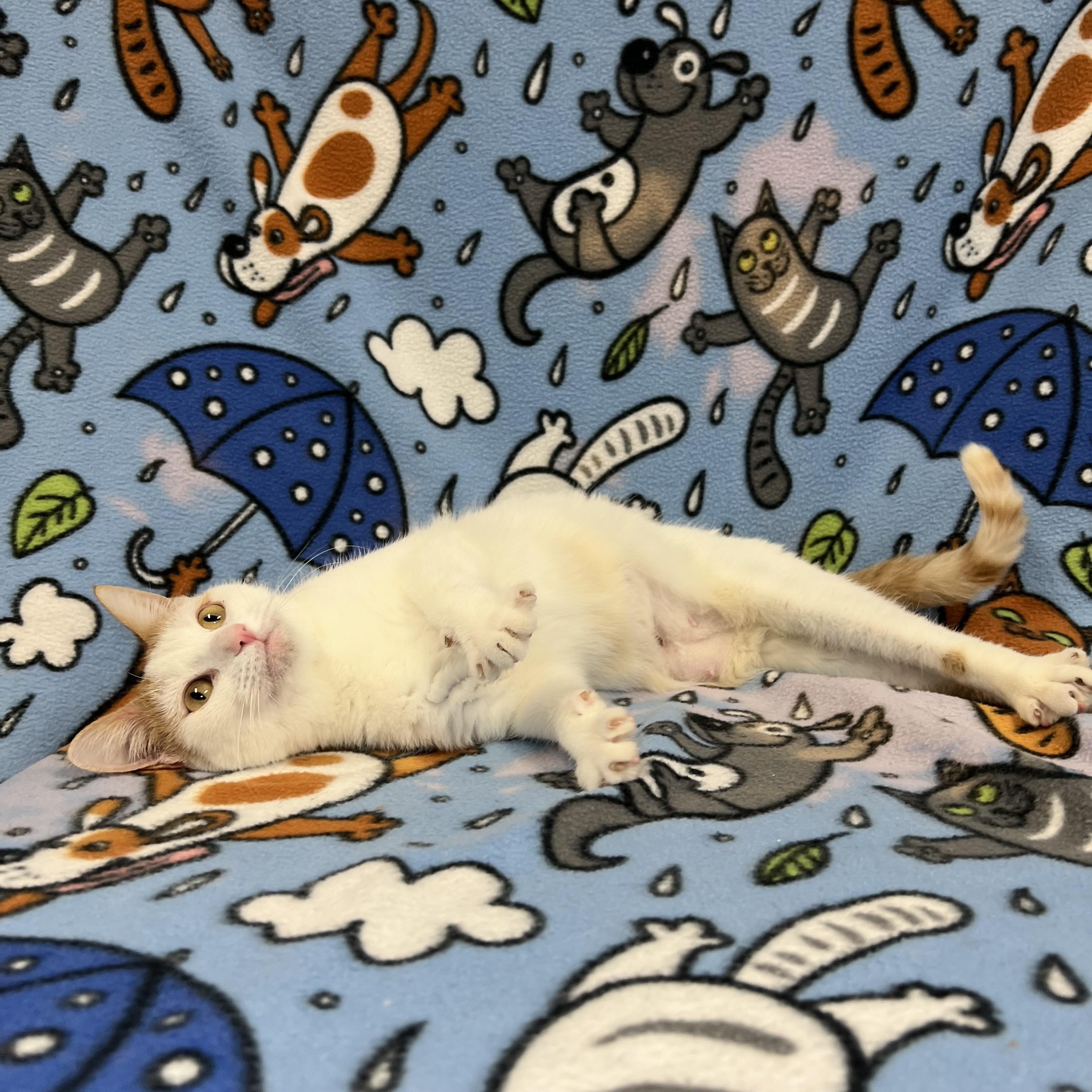 Enlarge Parrot - At PetSmart in Mankato, a ADOPTABLE Domestic Short Hair in Fairmont, MN image 4/6