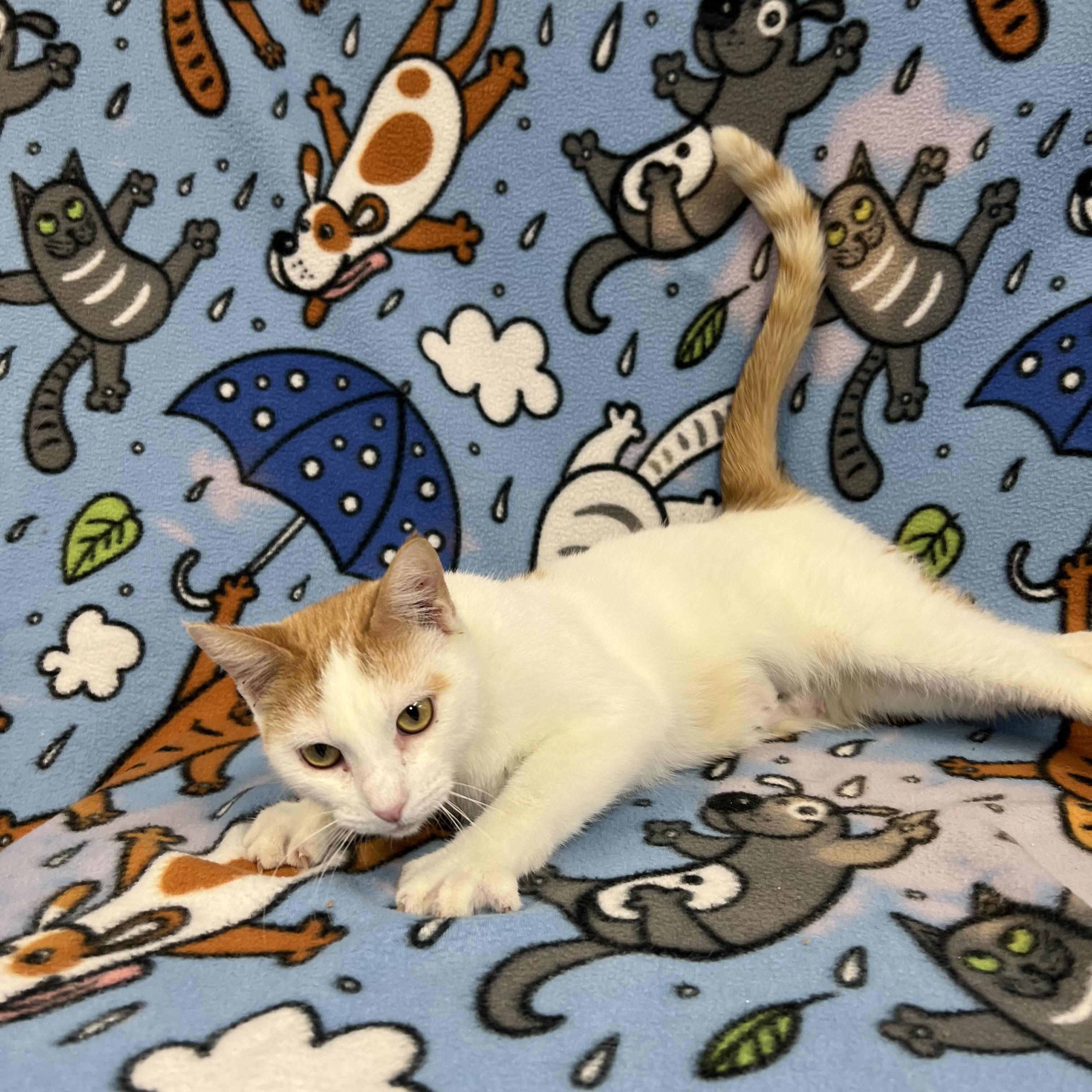 Enlarge Parrot - At PetSmart in Mankato, a ADOPTABLE Domestic Short Hair in Fairmont, MN image 3/6