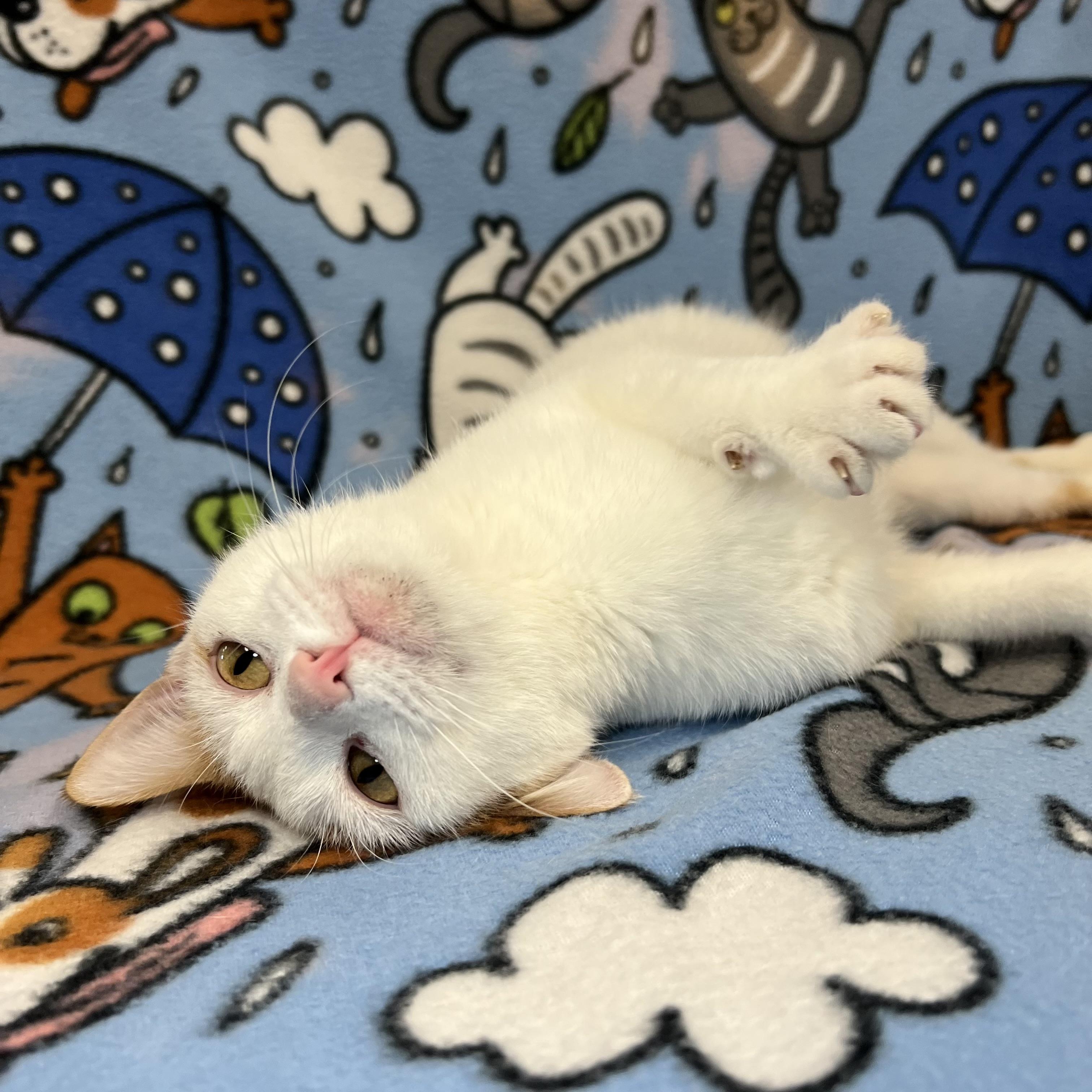Enlarge Parrot - At PetSmart in Mankato, a ADOPTABLE Domestic Short Hair in Fairmont, MN image 2/6