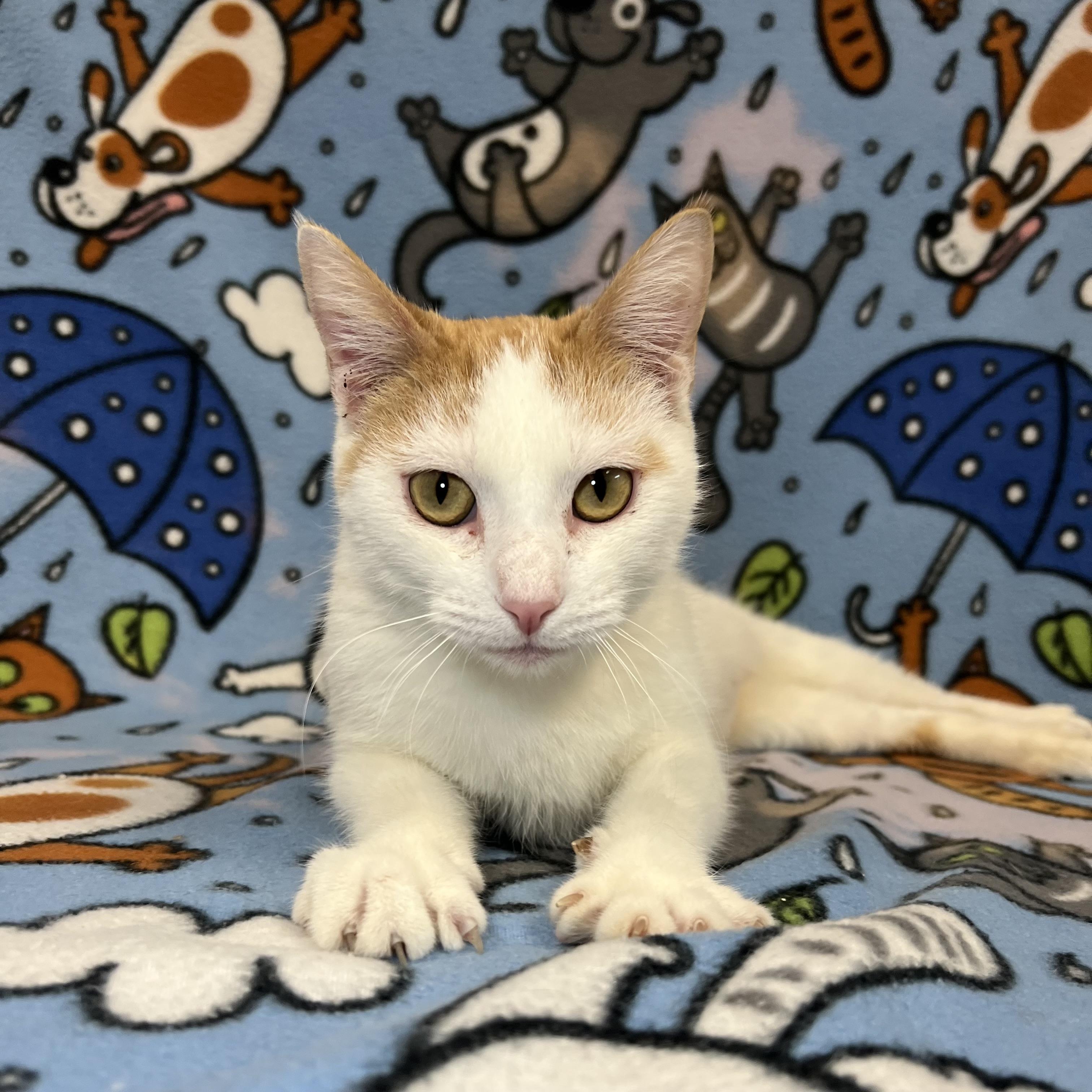 Parrot - At PetSmart in Mankato, ADOPTABLE, Young Female Domestic Short Hair.