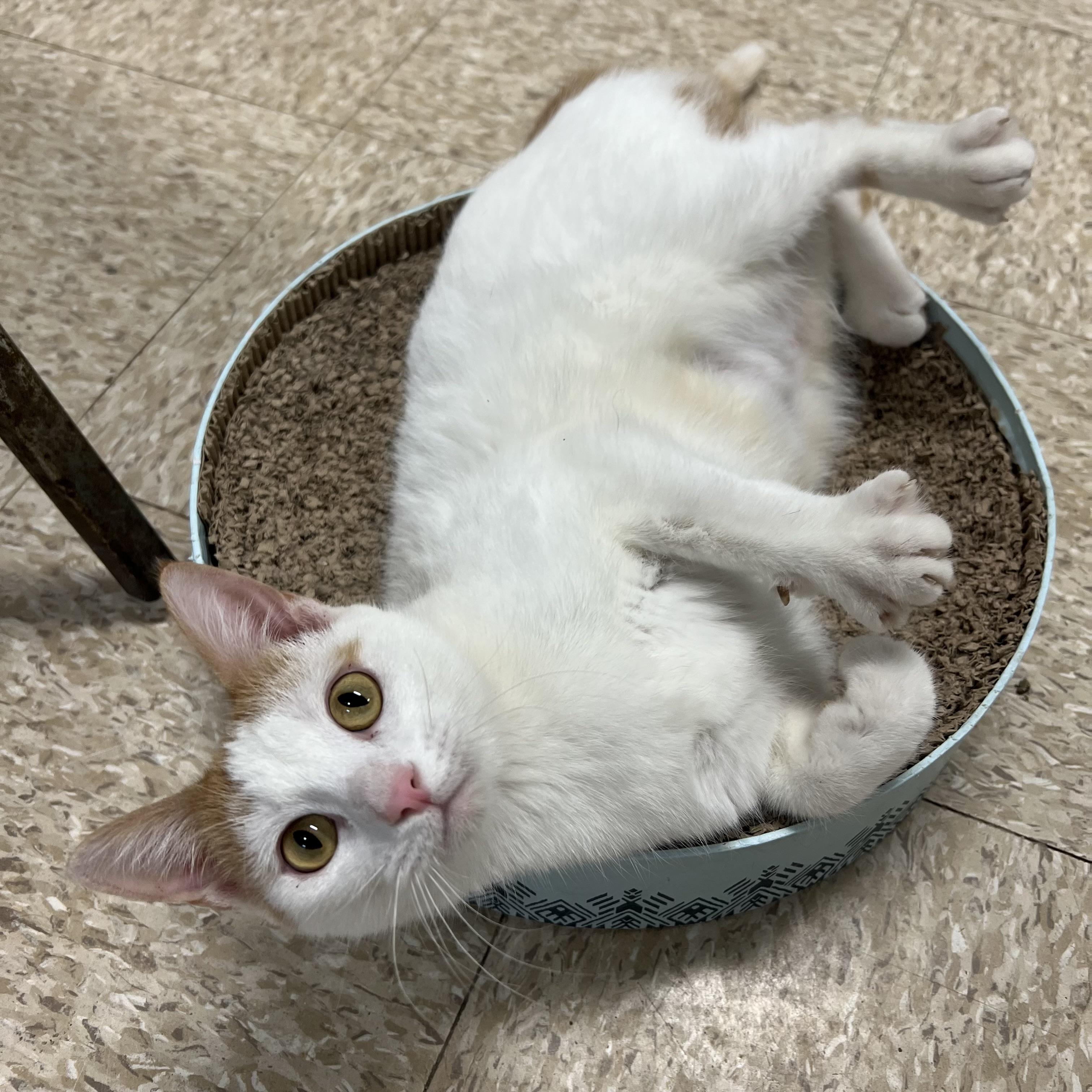 Enlarge Parrot - At PetSmart in Mankato, a ADOPTABLE Domestic Short Hair in Fairmont, MN image 6/6