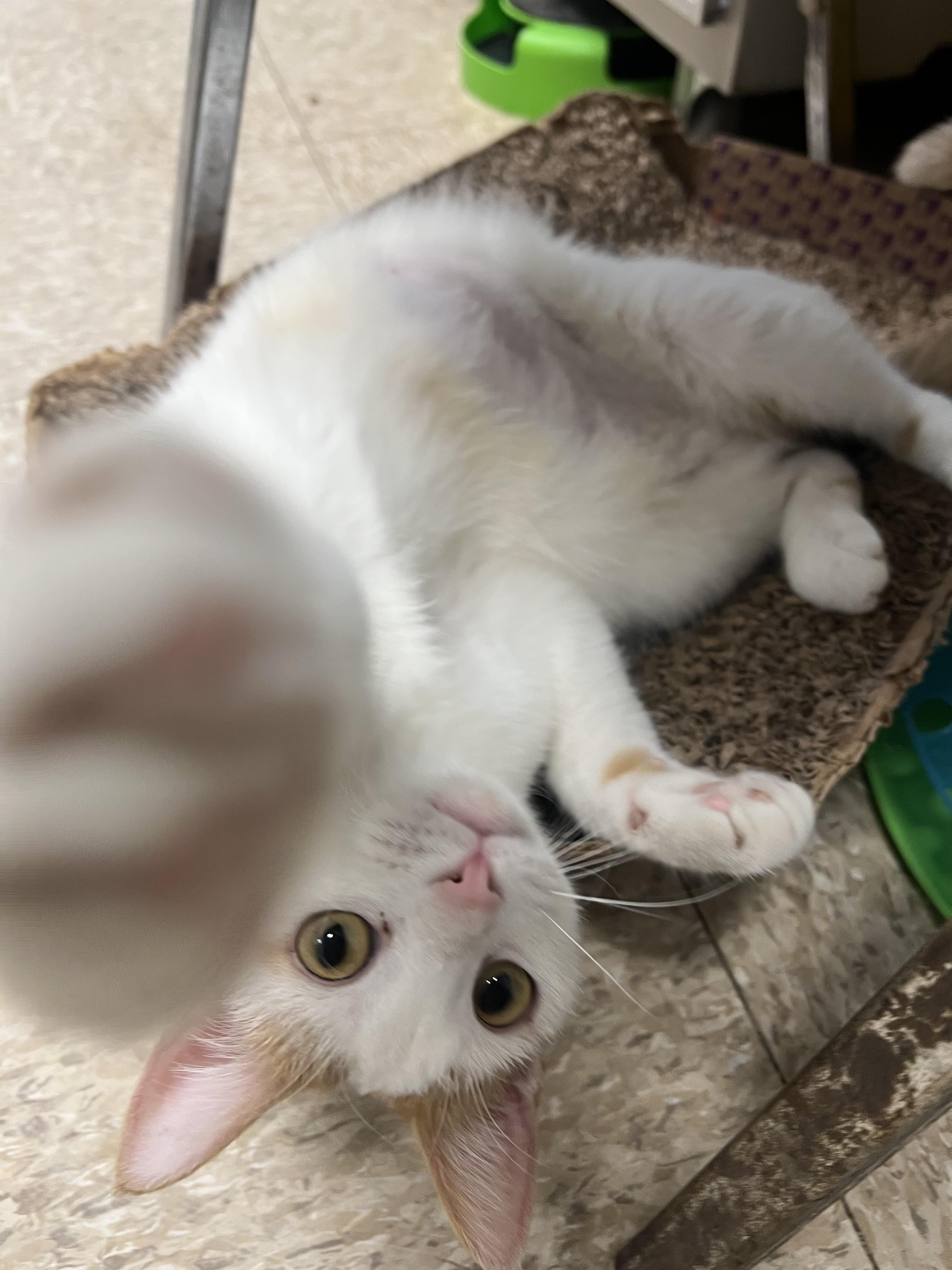Enlarge Parrot - At PetSmart in Mankato, a ADOPTABLE Domestic Short Hair in Fairmont, MN image 5/6