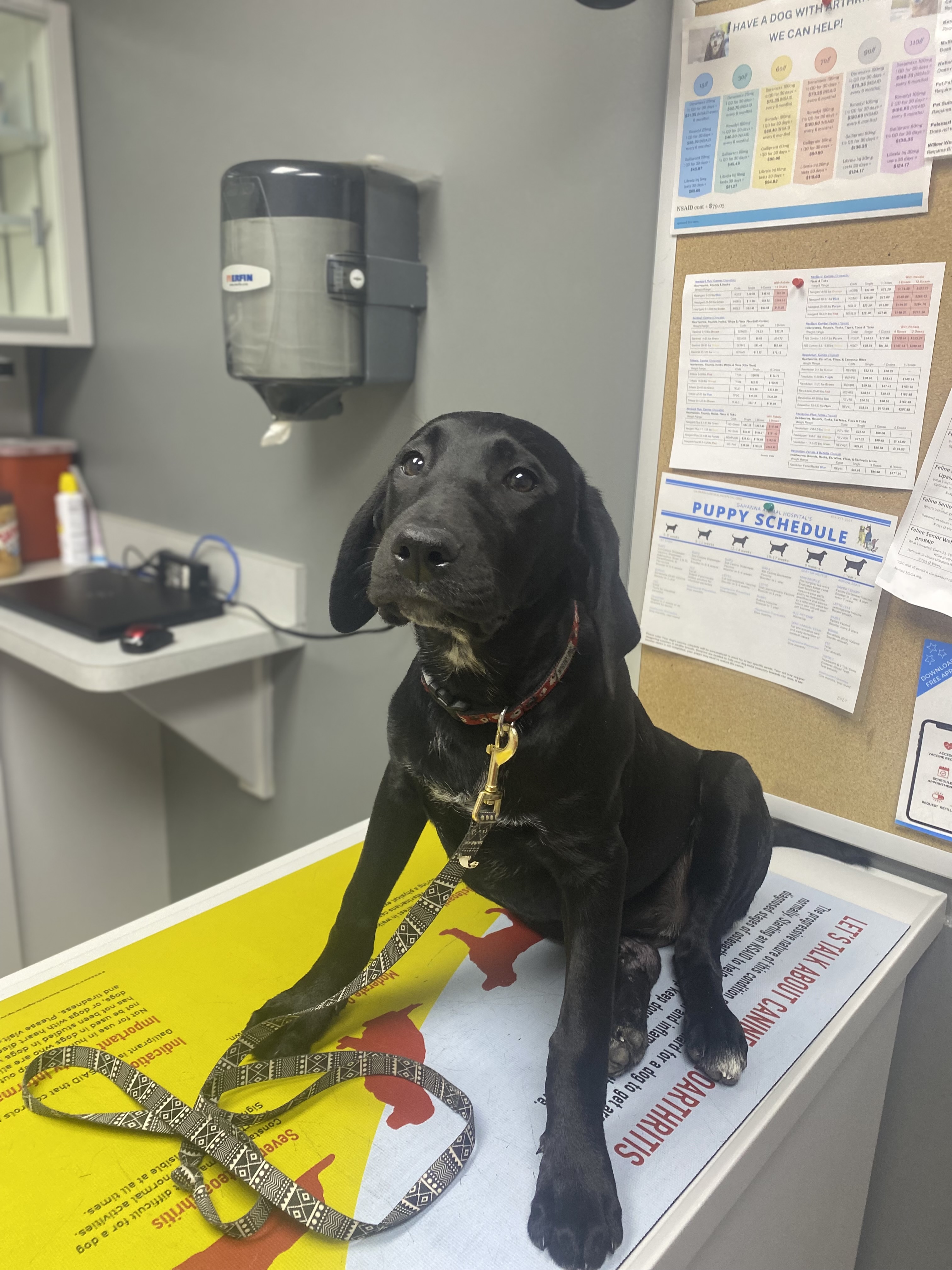 Napoleon, OH Animal Shelters & Rescues