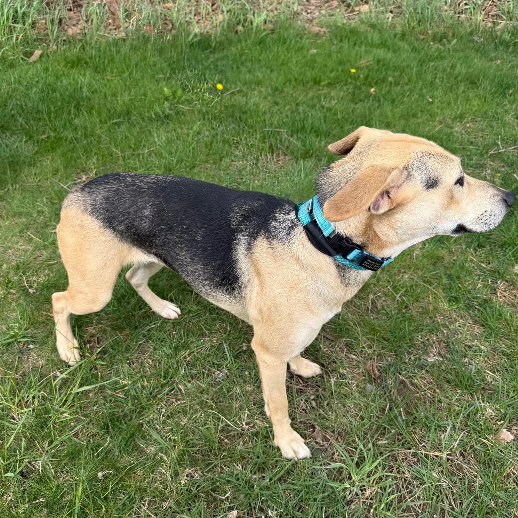 Serena, Adoptable, Adult Female Hound.