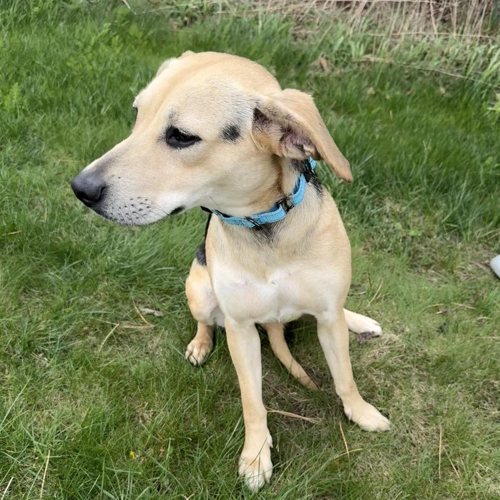 Enlarge Serena, a Adoptable mixed breed in Erie, PA image 2/6