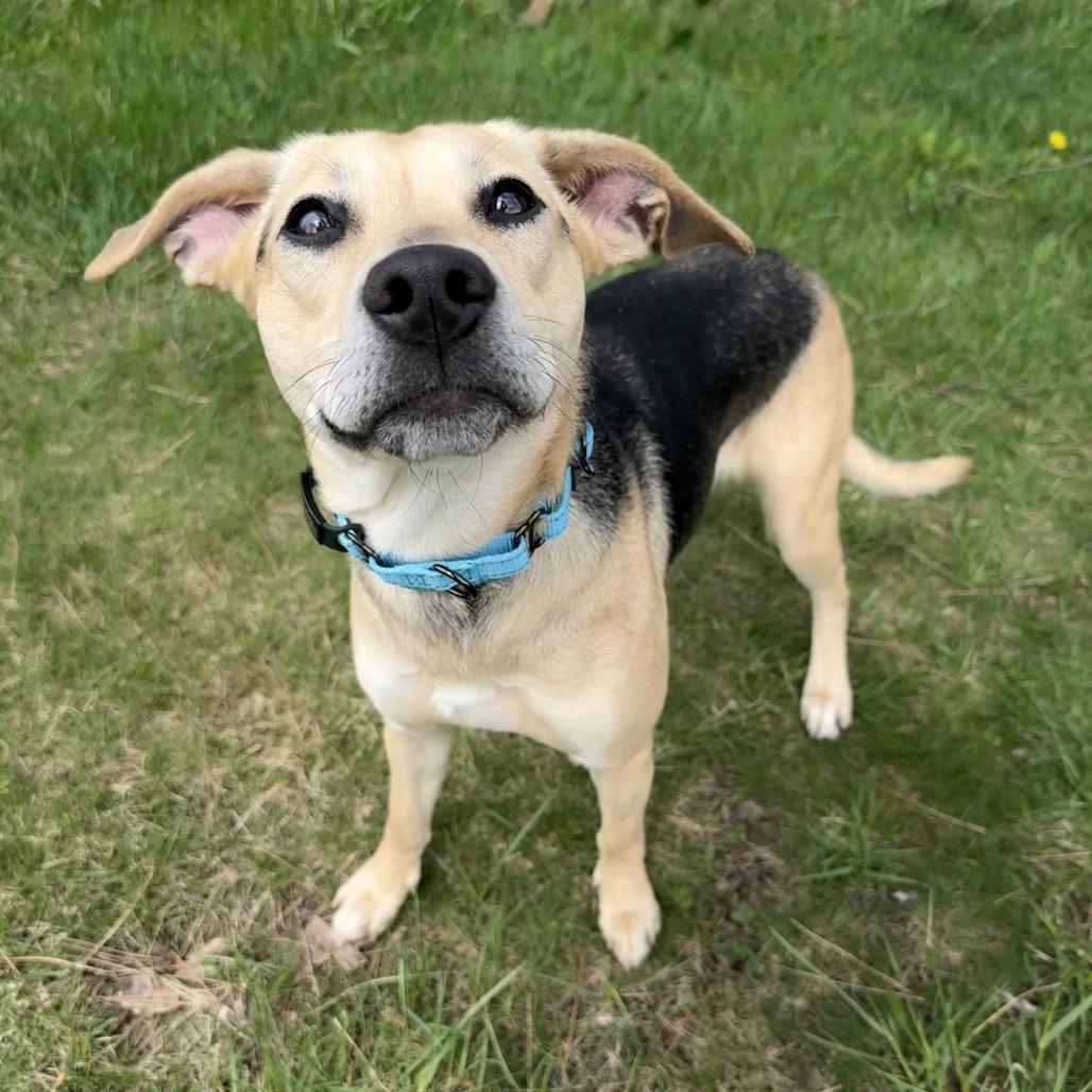 Enlarge Serena, a Adoptable mixed breed in Erie, PA image 3/6