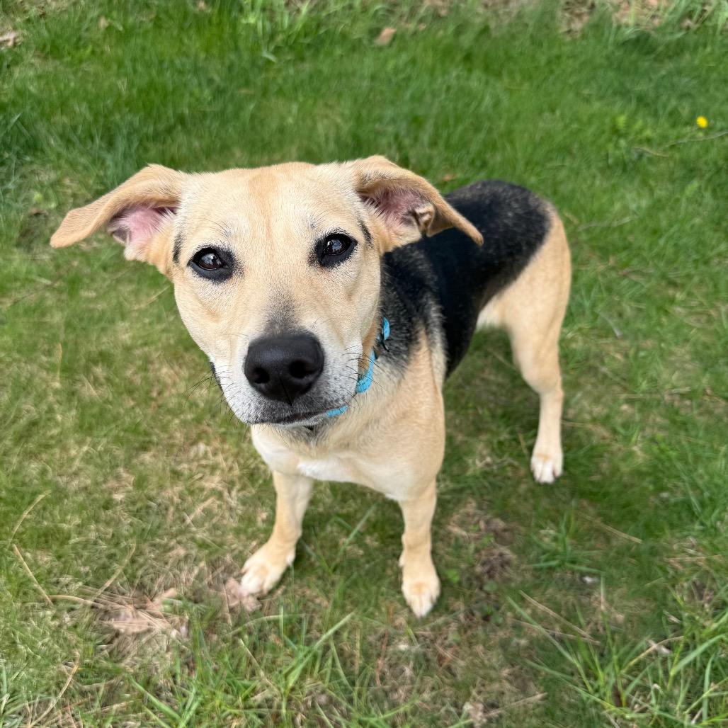 Enlarge Serena, a Adoptable mixed breed in Erie, PA image 4/6