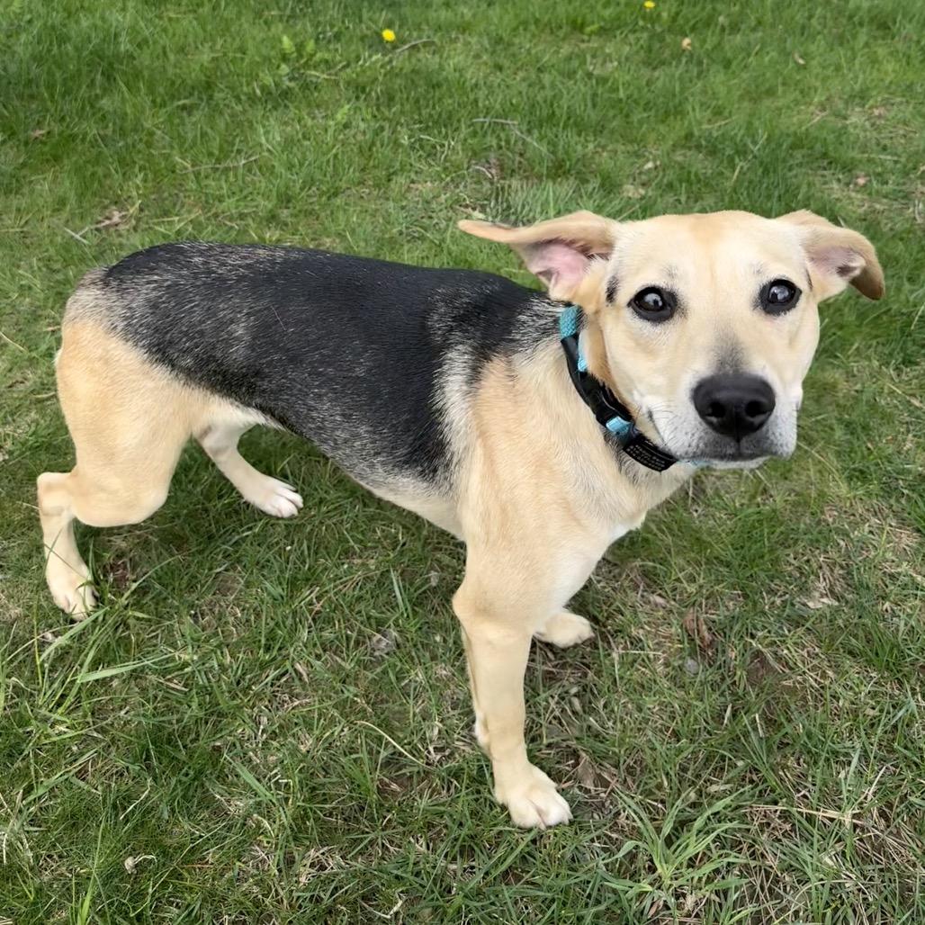 Enlarge Serena, a Adoptable mixed breed in Erie, PA image 5/6