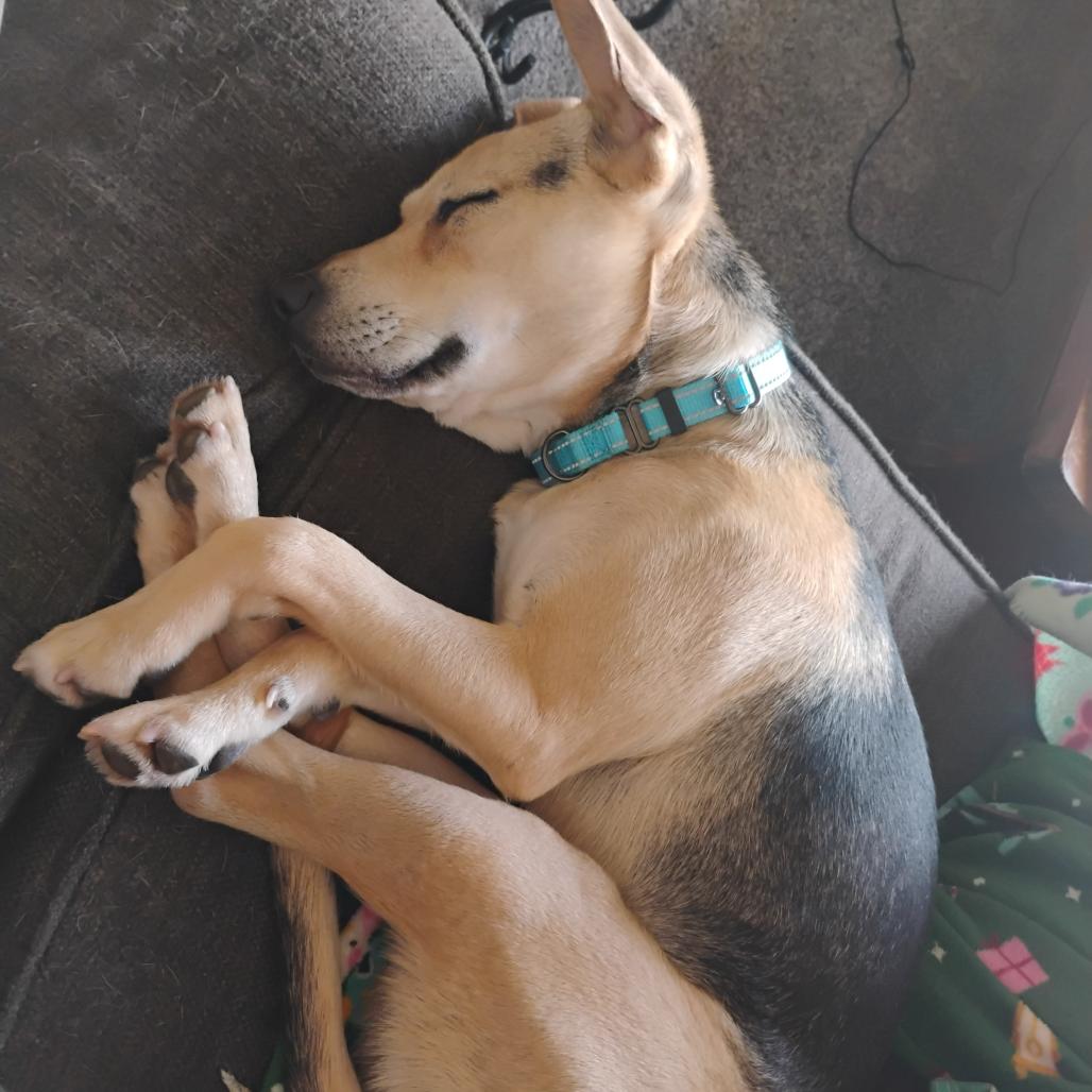 Enlarge Serena, a Adoptable mixed breed in Erie, PA image 6/6