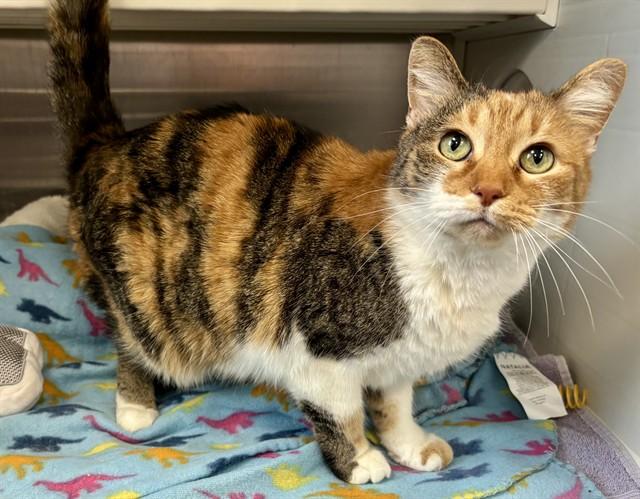 REECE, Adoptable, Adult Female Domestic Short Hair.