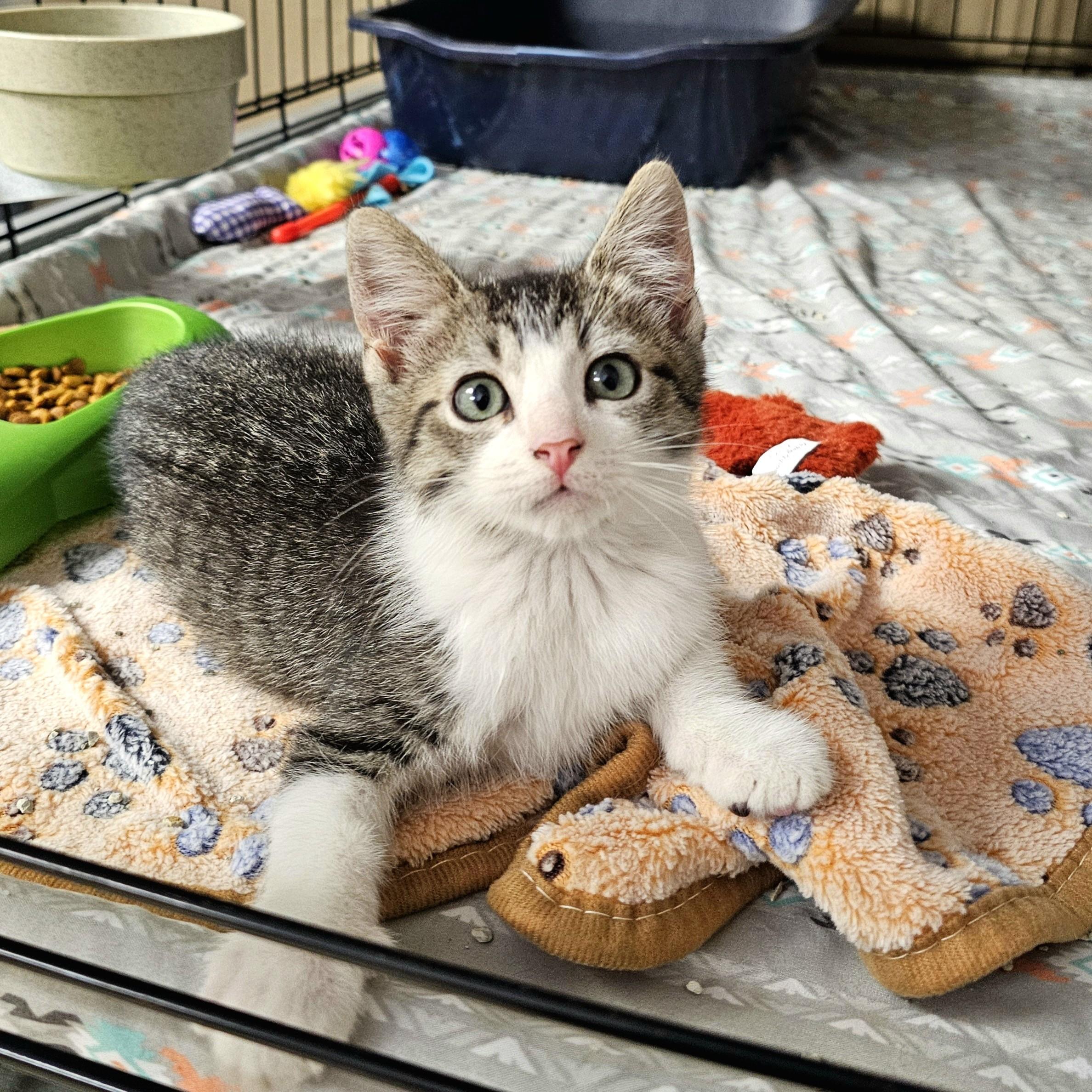 Enlarge Bluey, an adopted Domestic Short Hair in Searcy, AR image 5/5