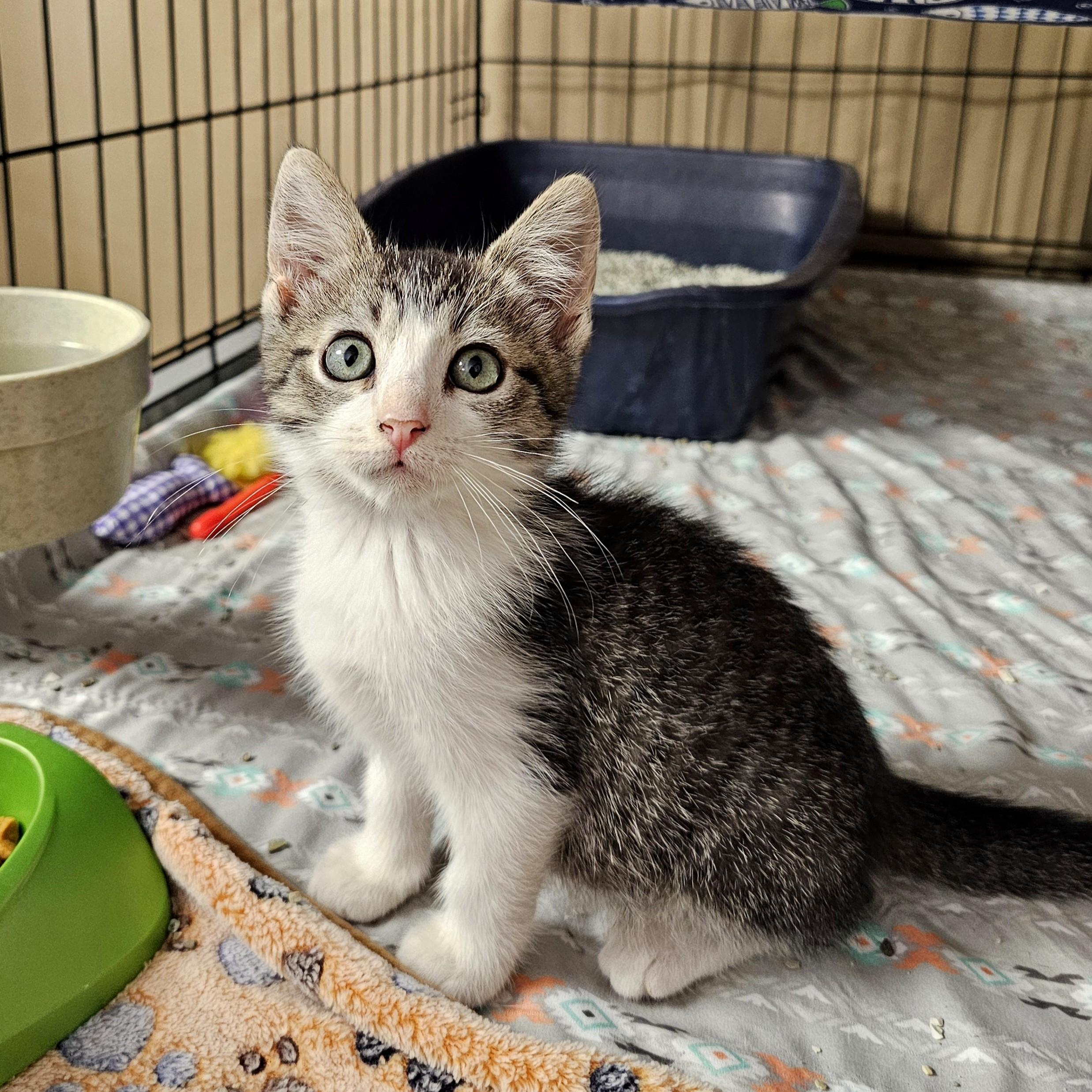 Enlarge Bluey, an adopted Domestic Short Hair in Searcy, AR image 2/5