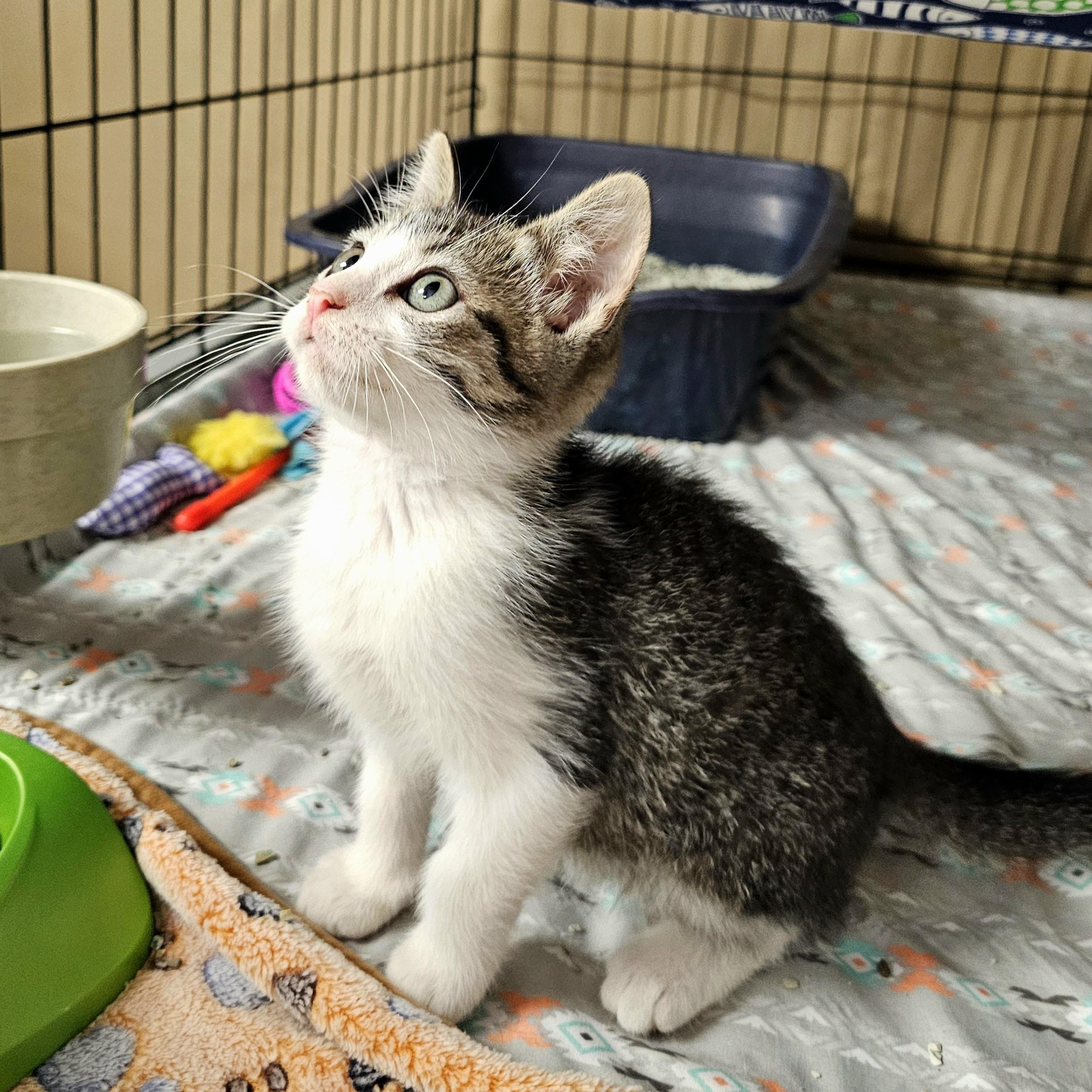 Enlarge Bluey, an adopted Domestic Short Hair in Searcy, AR image 4/5
