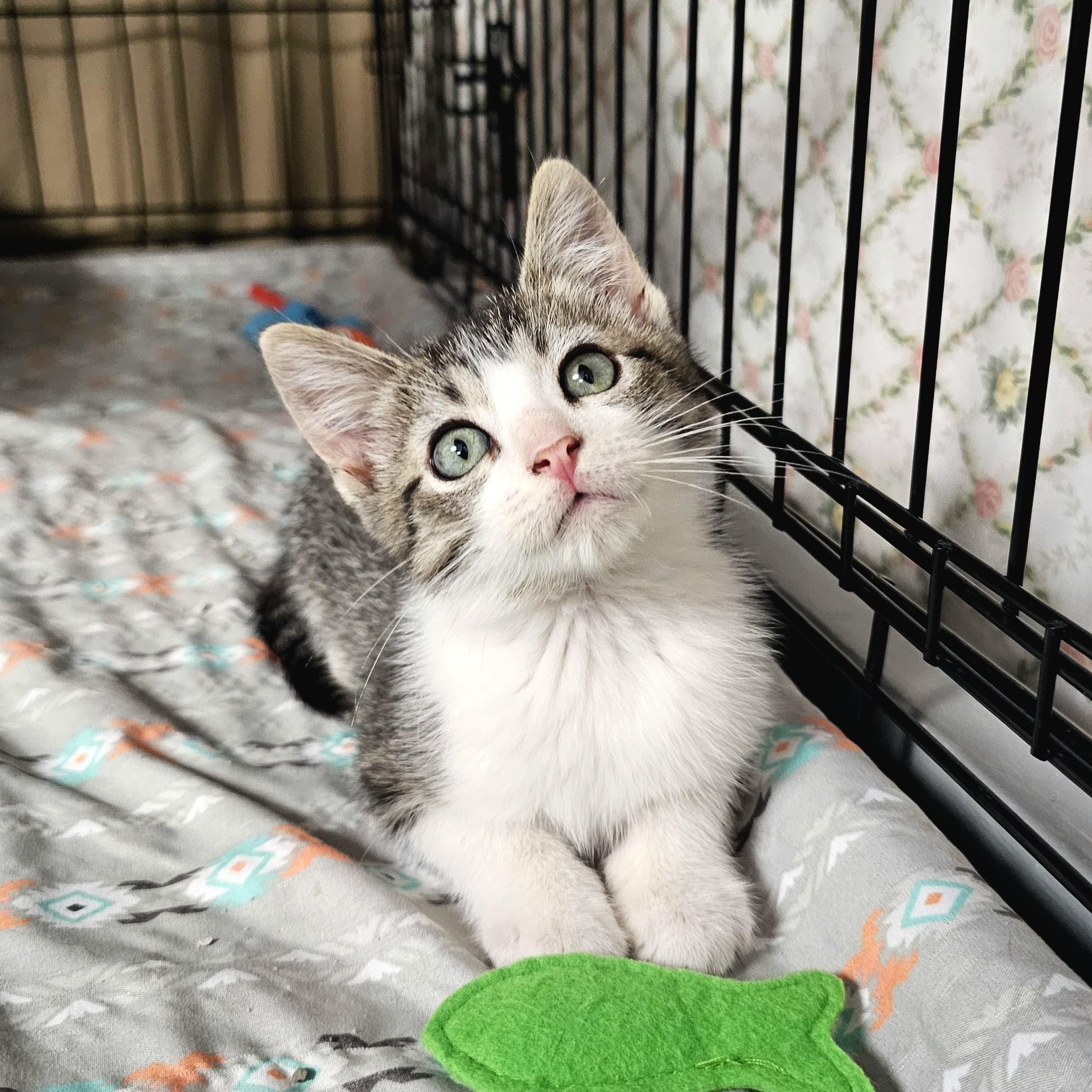 Enlarge Bluey, an adopted Domestic Short Hair in Searcy, AR image 1/5