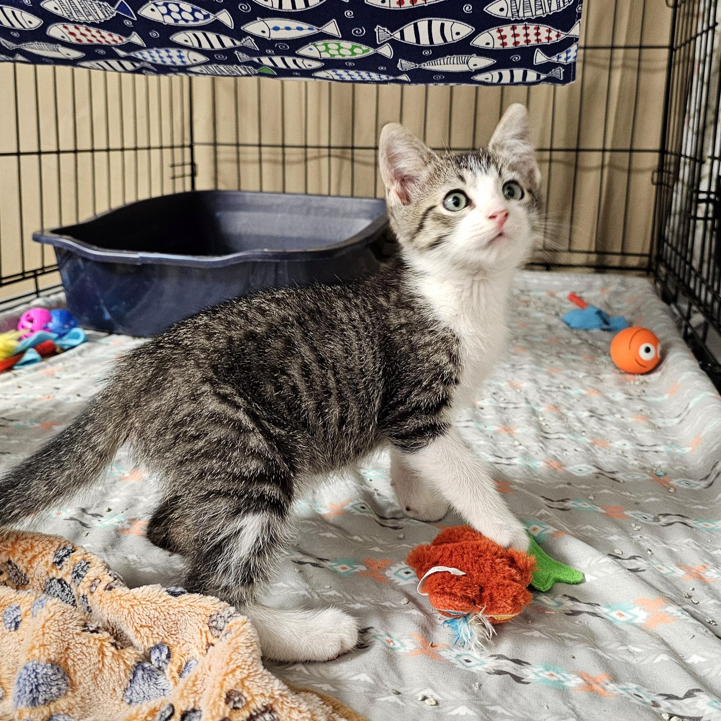 Enlarge Bluey, an adopted Domestic Short Hair in Searcy, AR image 3/5