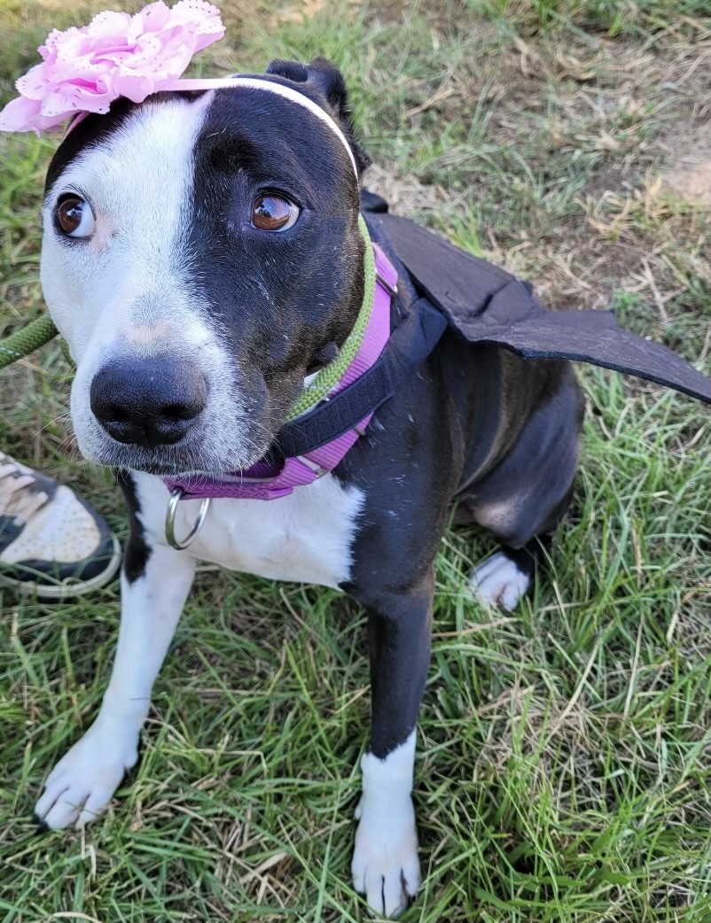 lola, Adoptable, Young Female Staffordshire Bull Terrier.