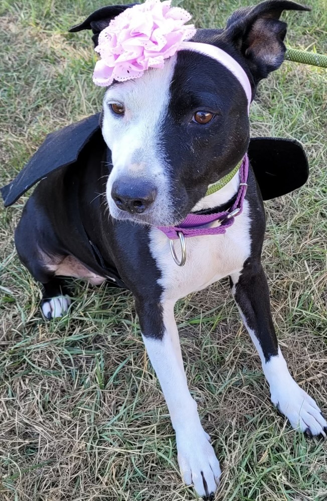 lola, a Adoptable mixed breed in Scottsville, KY image 2/2