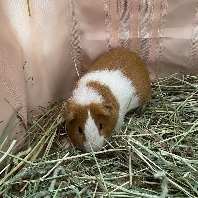 Enlarge Triple H, a Adoptable Guinea Pig in Westminster, CA image 1/1