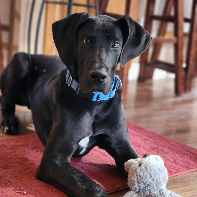 Marmaduke, a Adoptable Great Dane in Tehachapi, CA image 3/3