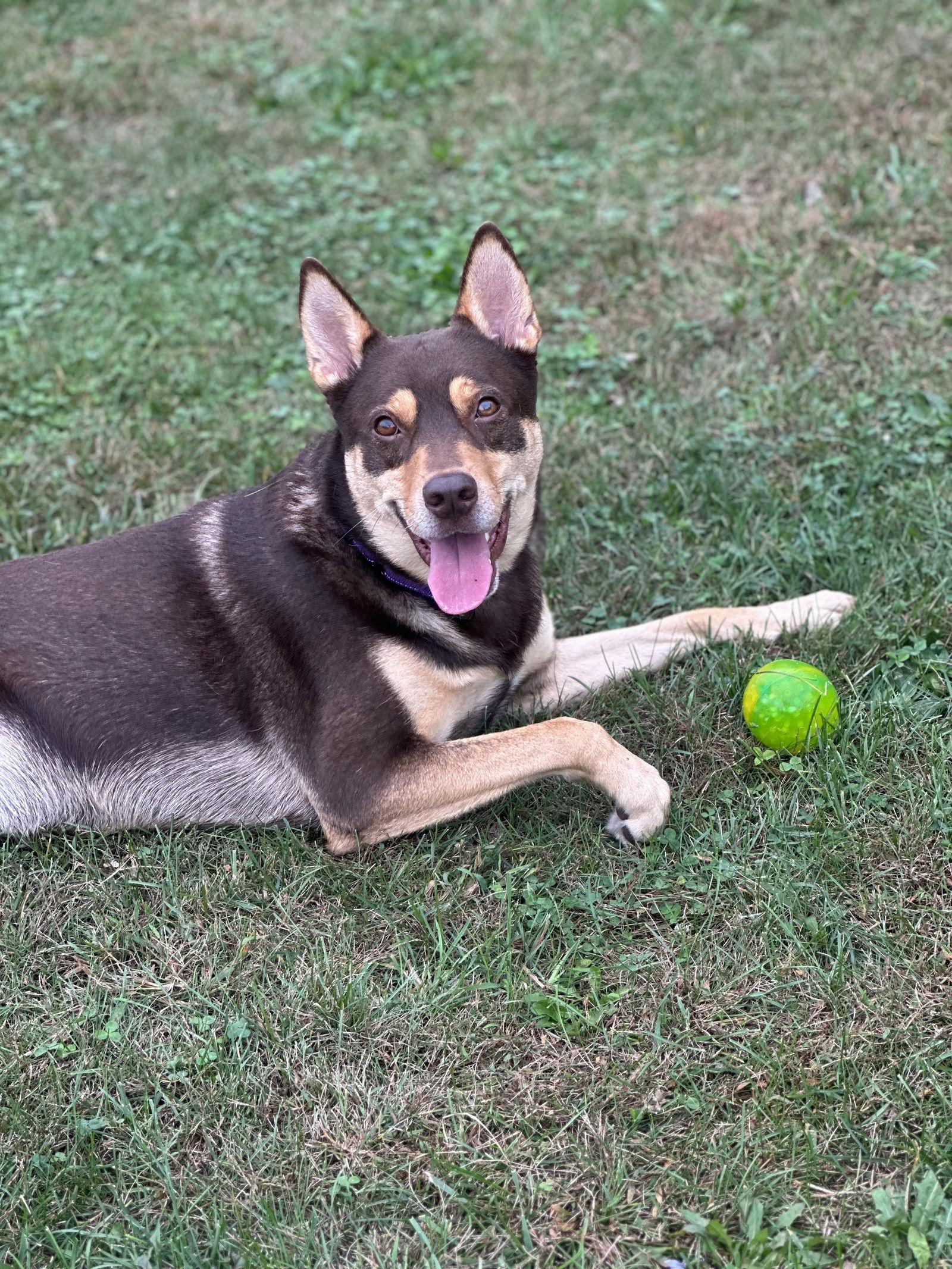 Buzz, a Adoptable Husky in Lockport, NY image 1/3