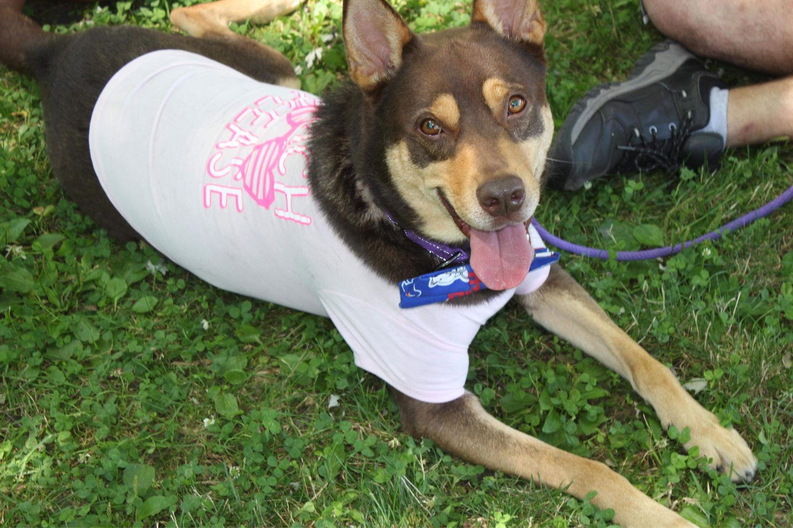 Buzz, a Adoptable Husky in Lockport, NY image 2/3