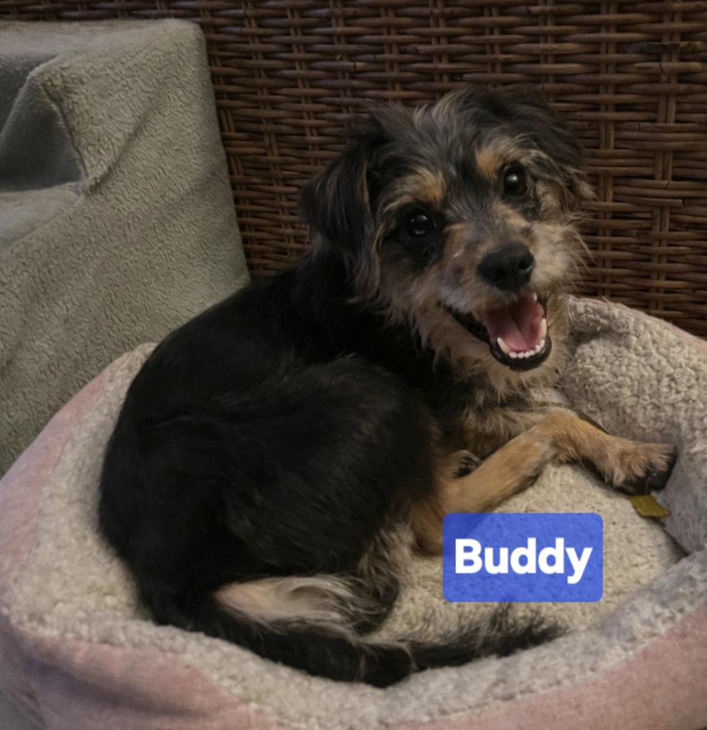 Buddy, ADOPTABLE, Young Male Miniature Schnauzer & Yorkshire Terrier.