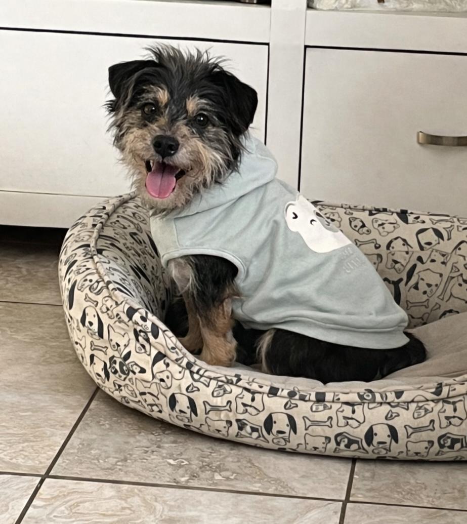 Enlarge Buddy, an adopted mixed breed in New Port Richey, FL image 1/1