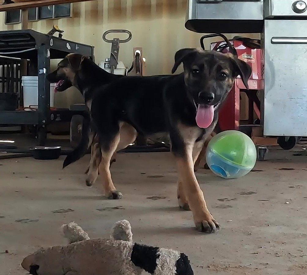Enlarge Roxie, a Adopted German Shepherd Dog in Queen Creek, AZ image 1/3