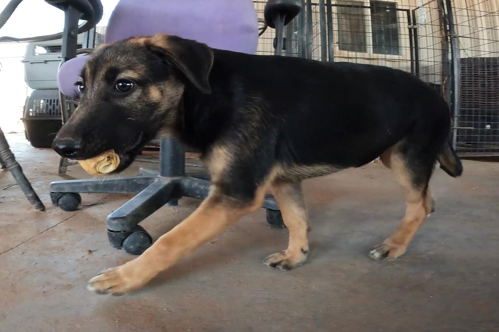 Enlarge Roxie, a Adopted German Shepherd Dog in Queen Creek, AZ image 2/3