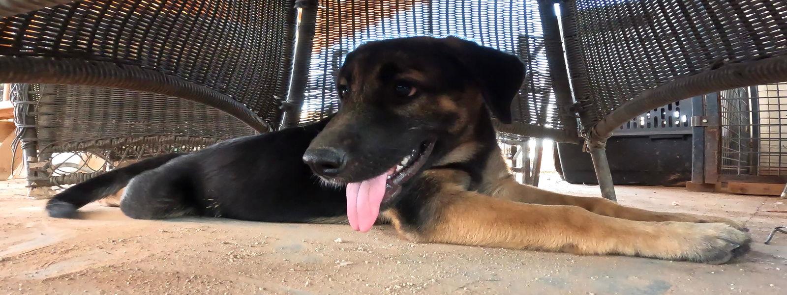 Enlarge Roxie, a Adopted German Shepherd Dog in Queen Creek, AZ image 3/3