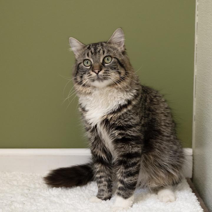 Drew, Adoptable, Adult Male Domestic Short Hair.