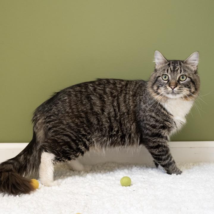 Enlarge Drew, a Adoptable Domestic Short Hair in Pekin, IL image 2/4