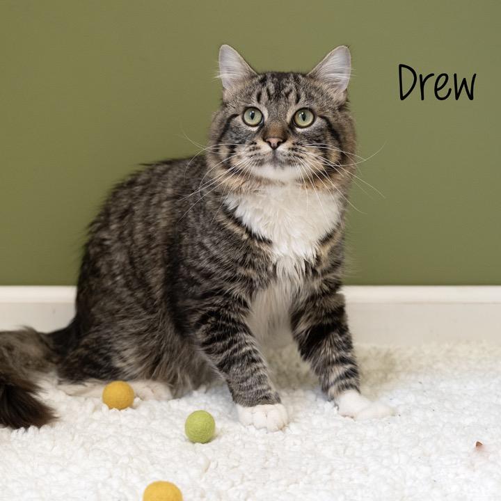 Enlarge Drew, a Adoptable Domestic Short Hair in Pekin, IL image 3/4