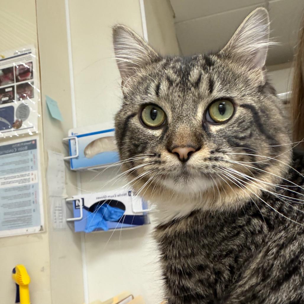 Enlarge Drew, a Adoptable Domestic Short Hair in Pekin, IL image 4/4