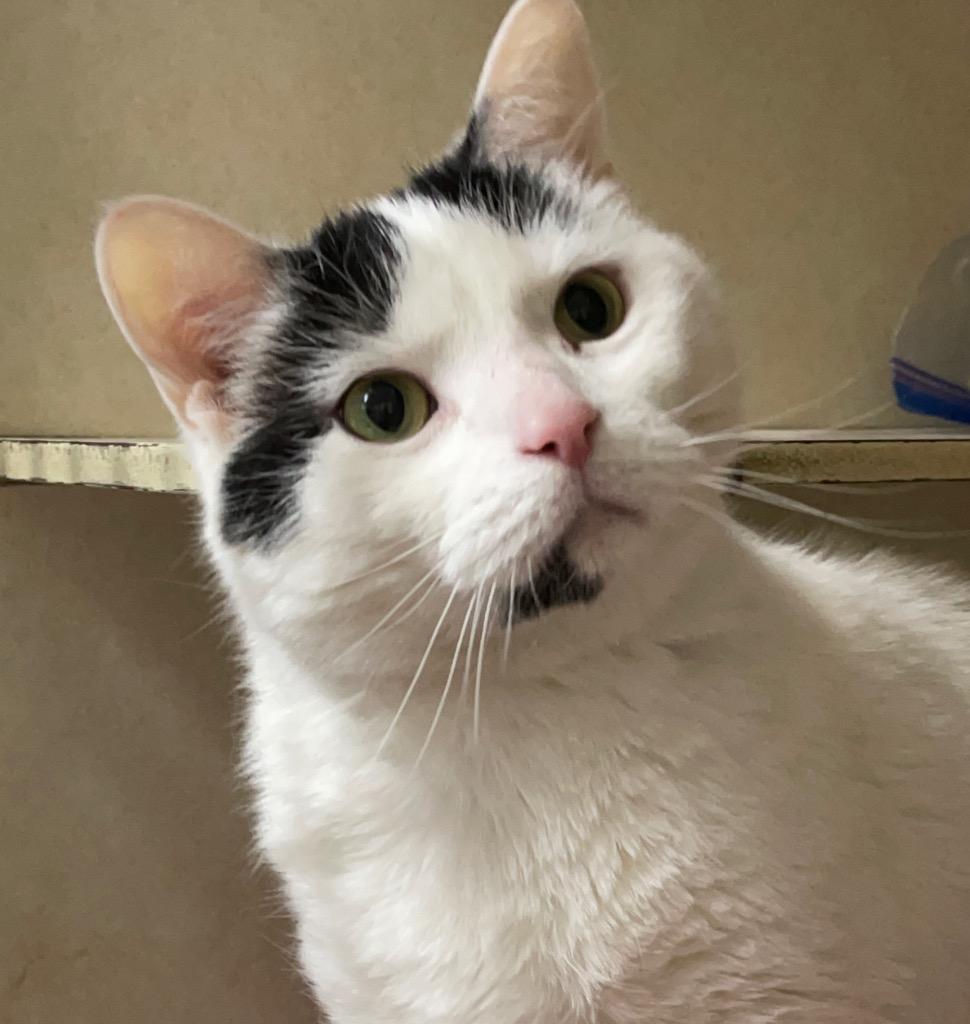 Enlarge MARVIN, a Adoptable mixed breed in Battle Creek, MI image 1/1