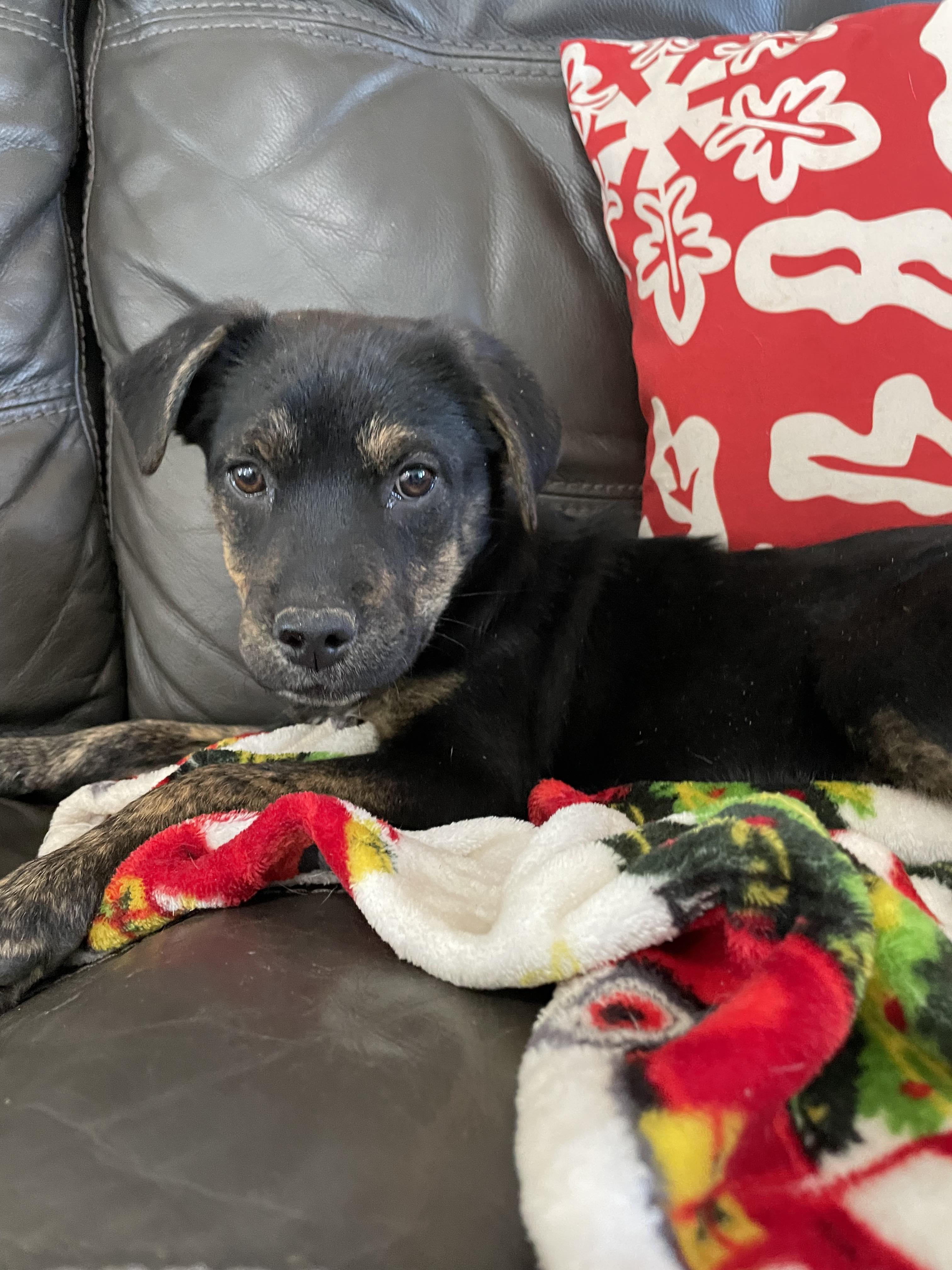 Babette, a Adoptable mixed breed in Westport, MA image 1/6