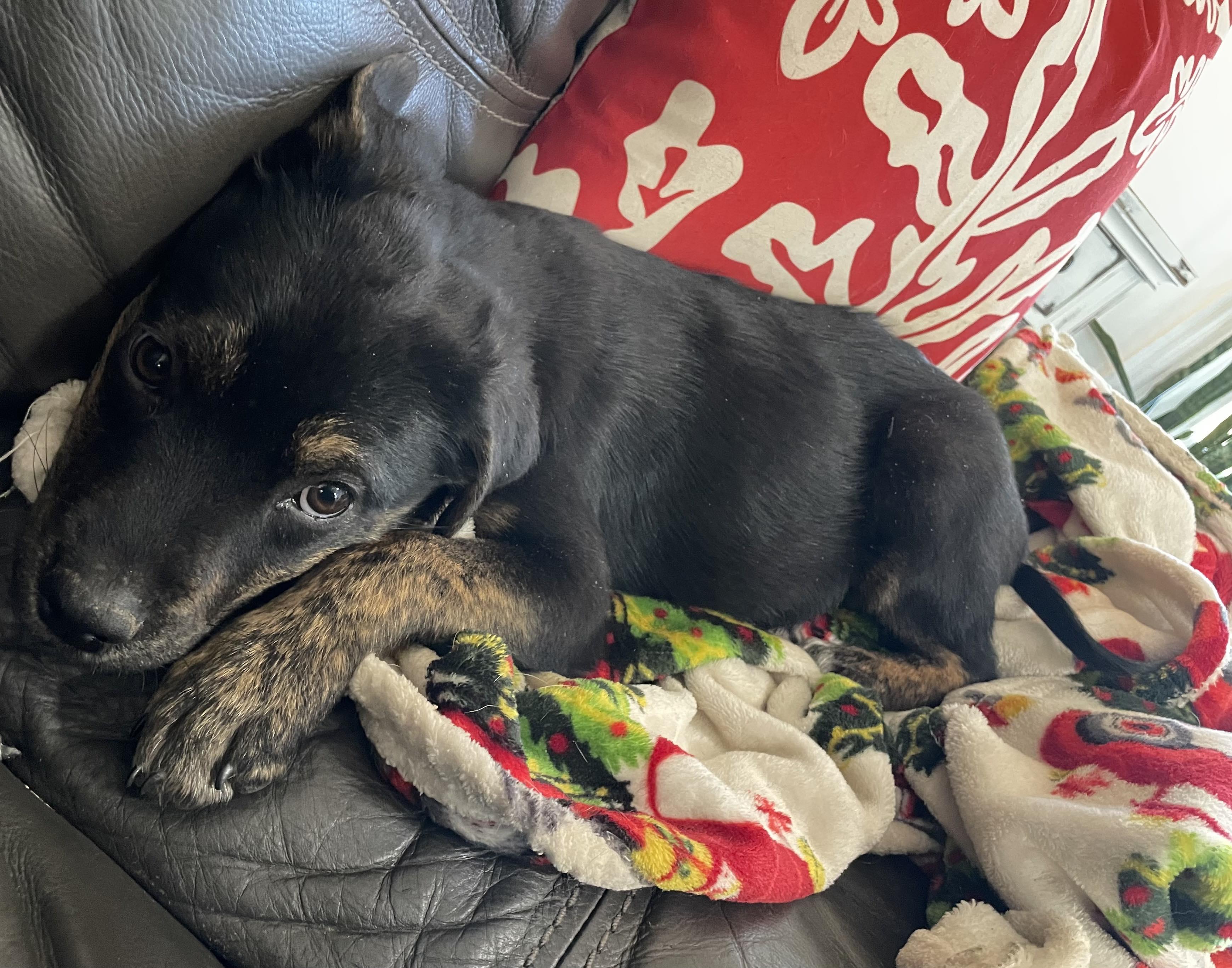 Babette, a Adoptable mixed breed in Westport, MA image 2/6