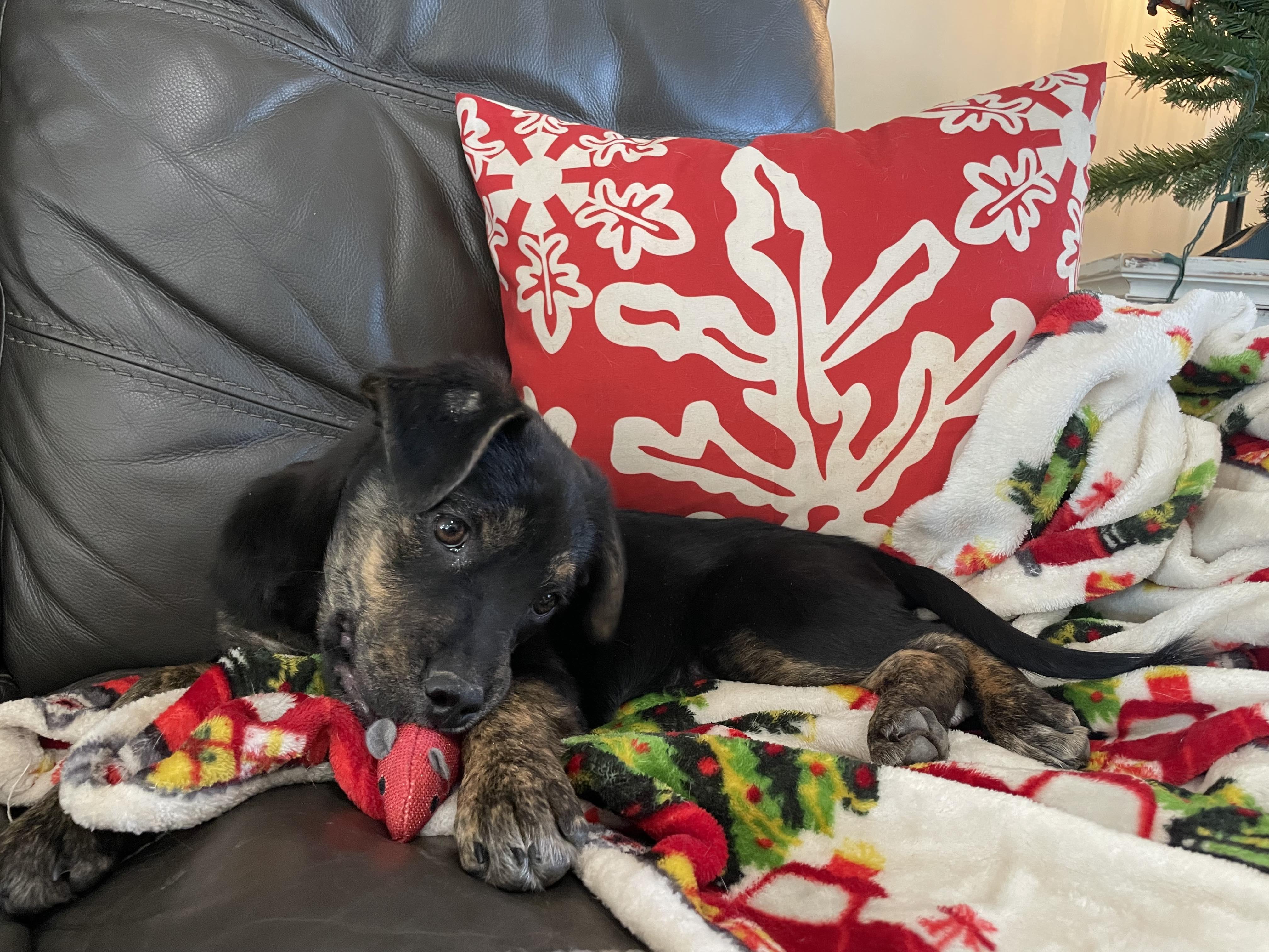 Babette, a Adoptable mixed breed in Westport, MA image 3/6