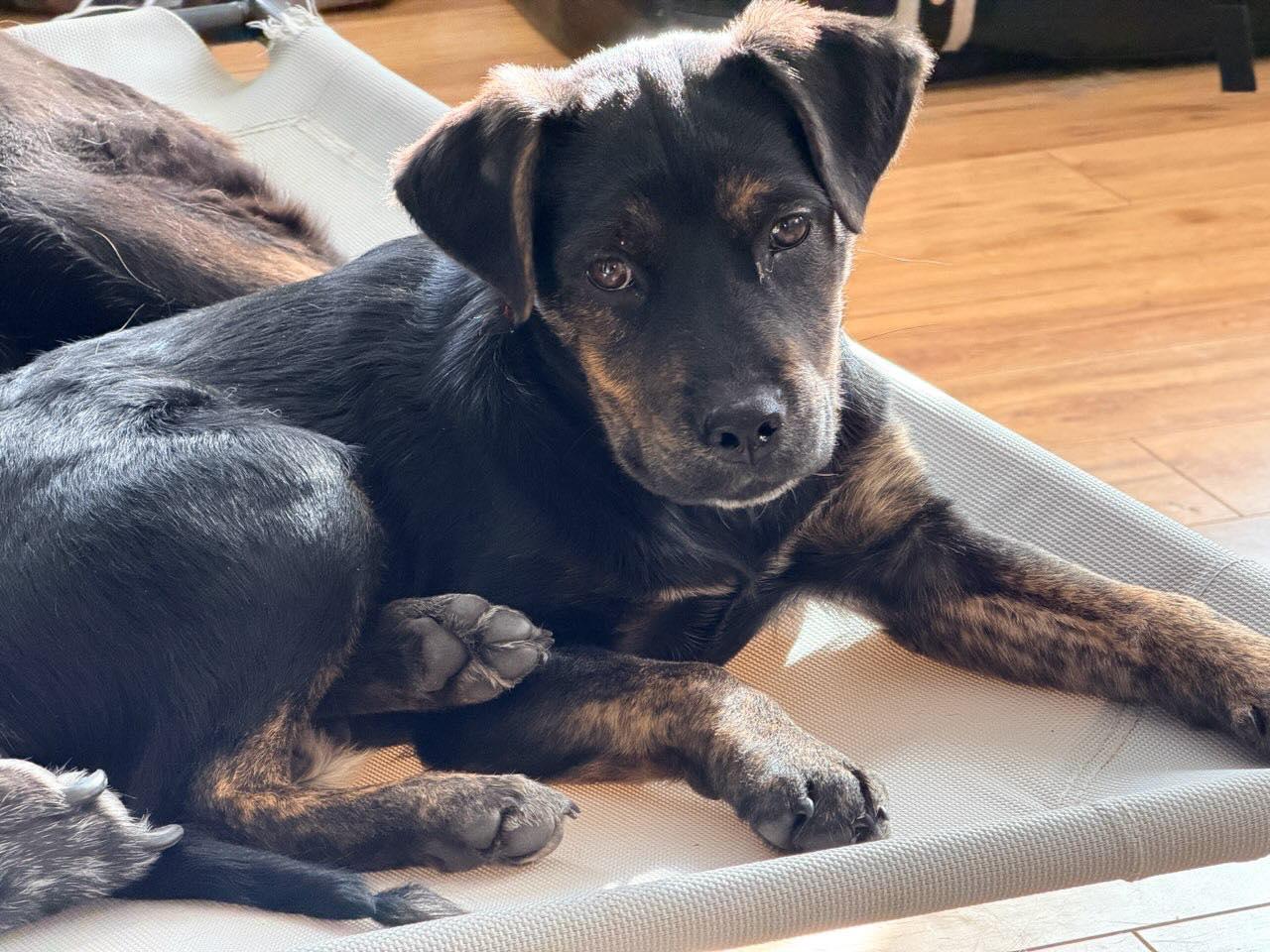 Enlarge Babette, a Adoptable mixed breed in North Dartmouth, MA image 1/6