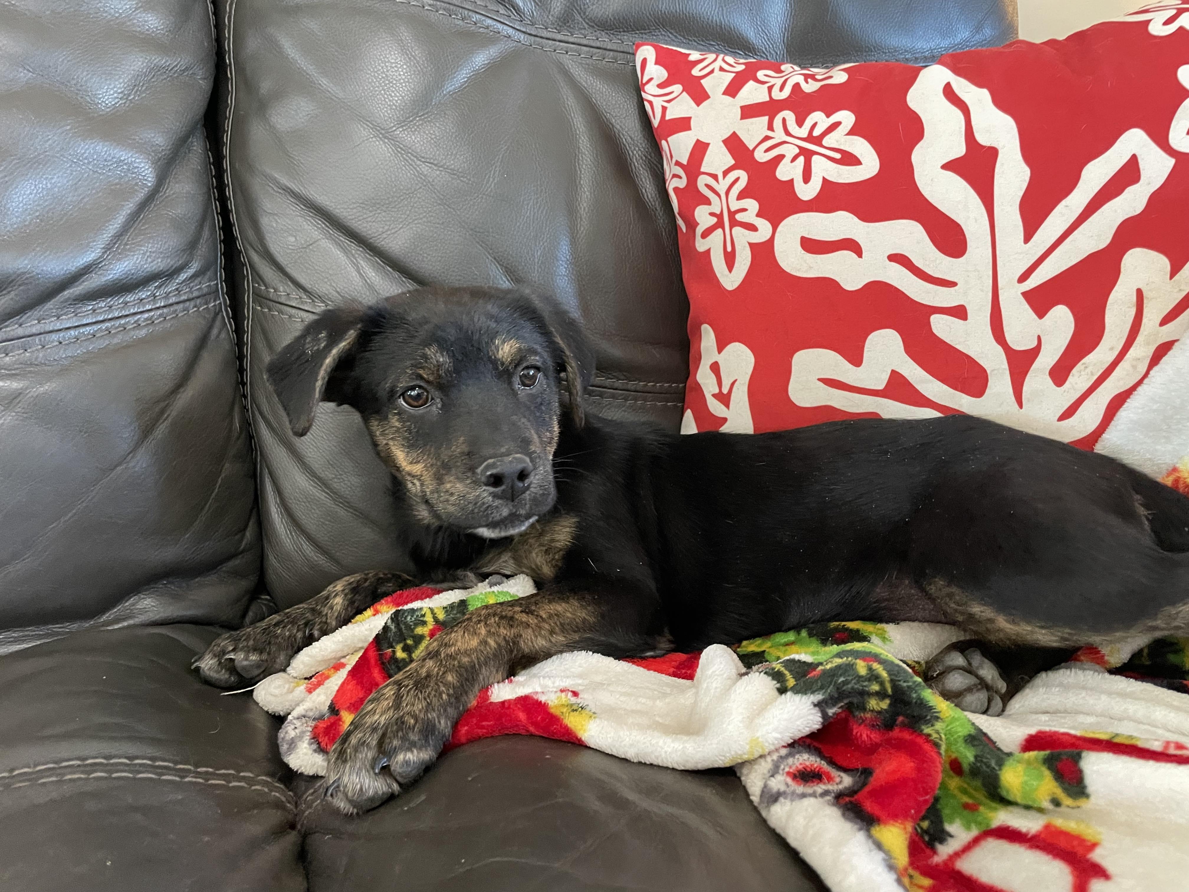 Babette, a Adoptable mixed breed in Westport, MA image 4/6