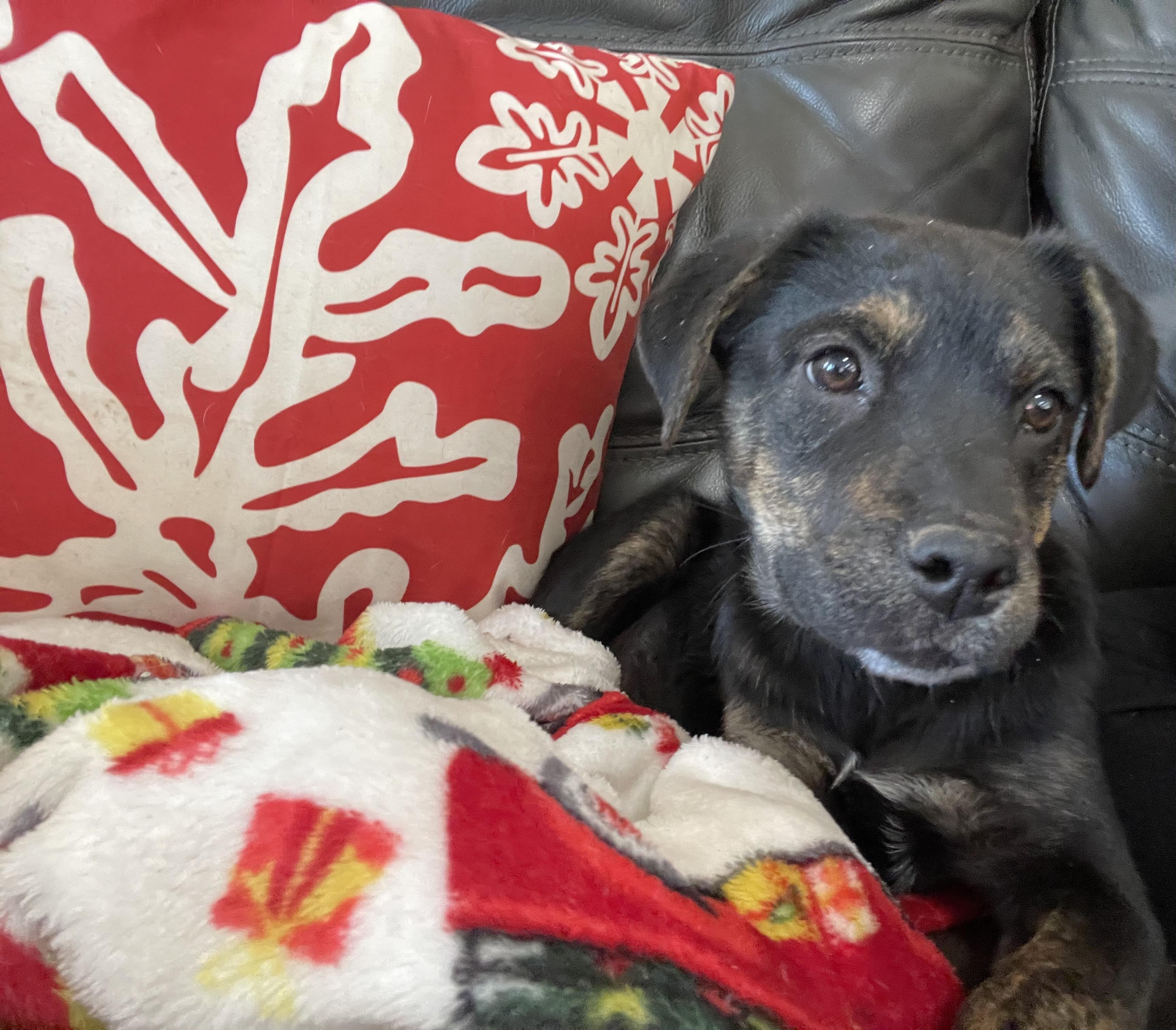 Babette, a Adoptable mixed breed in Westport, MA image 5/6