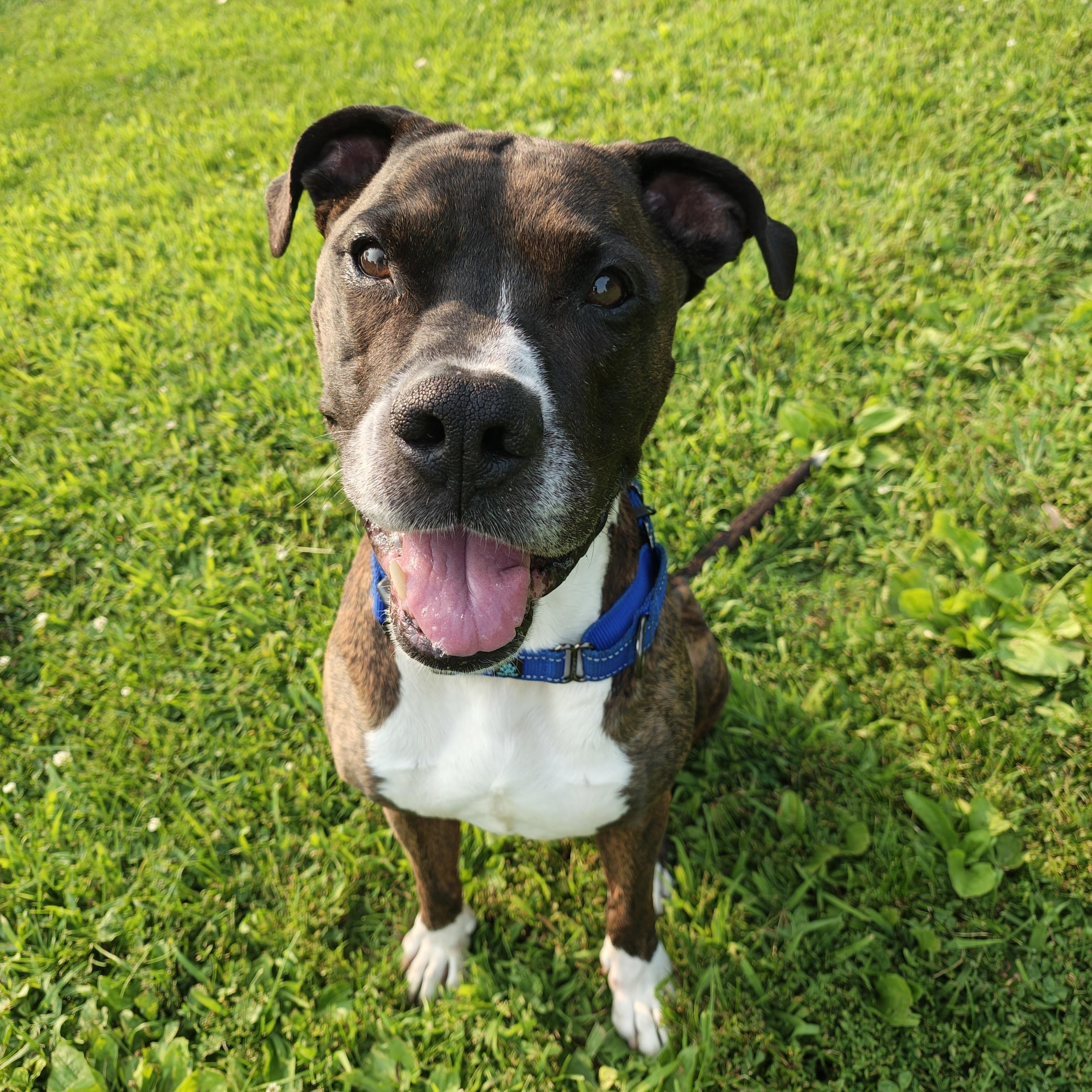 Gotti, an adoptable Boxer in Oconto, WI, 54153 | Photo Image 1