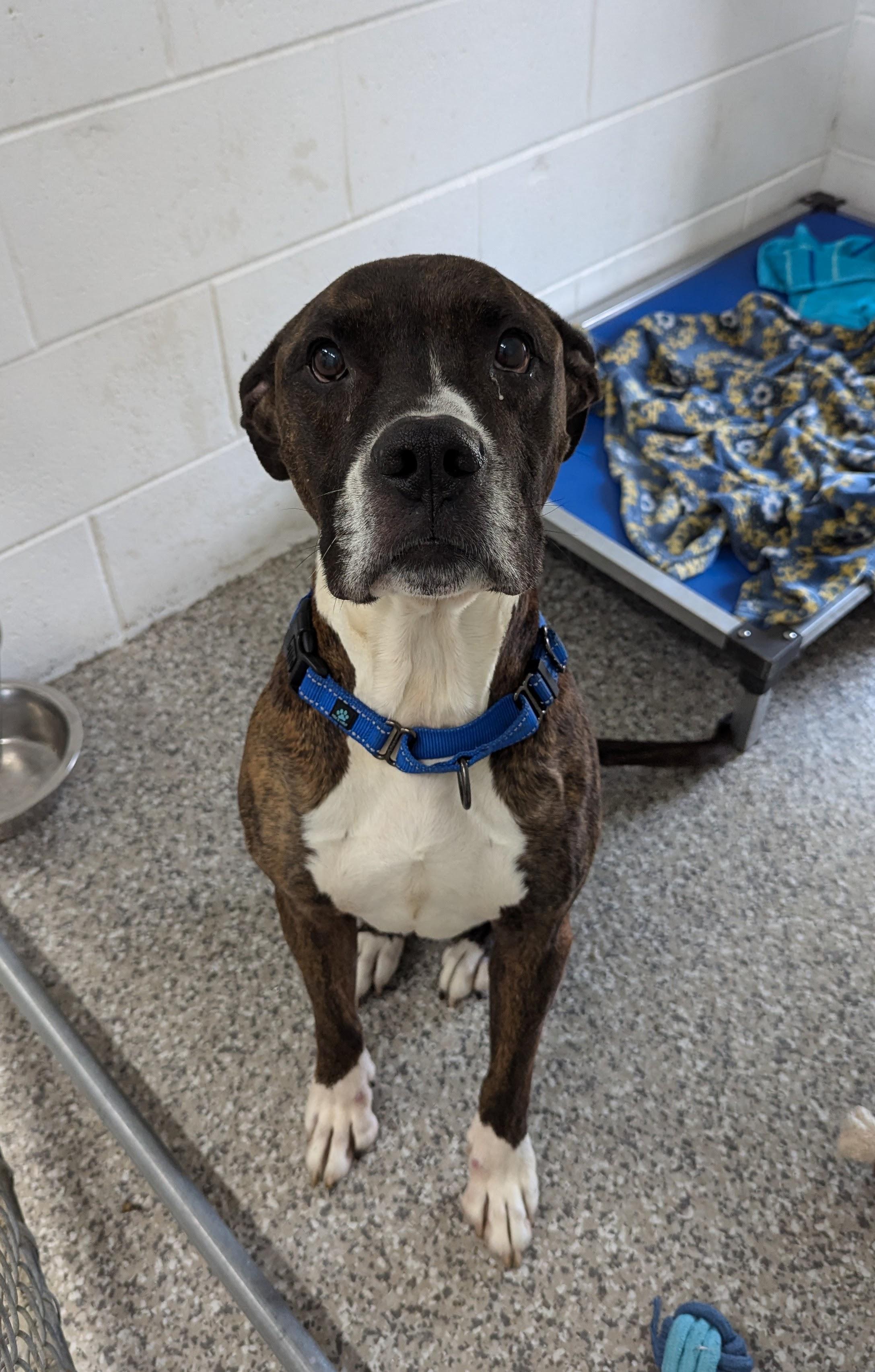 Gotti, an adoptable Boxer in Oconto, WI, 54153 | Photo Image 3