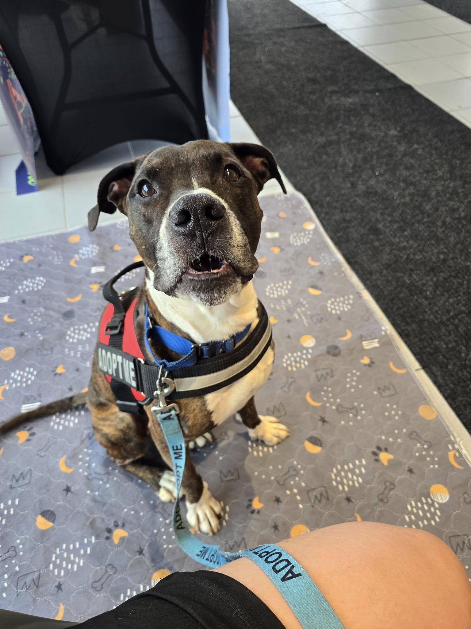 Gotti, an adoptable Boxer in Oconto, WI, 54153 | Photo Image 2