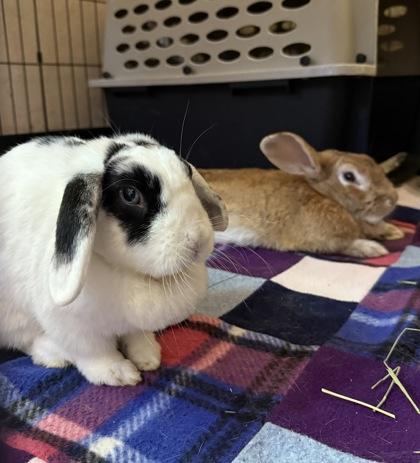 Cookie, Adoptable, Adult Female Lop Eared.