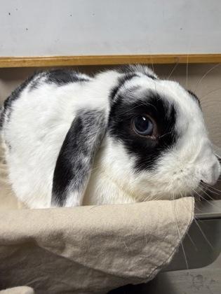Enlarge Cookie, a Adoptable Lop Eared in Roseville, CA image 2/2
